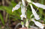 Eastern whiteflower beardtongue